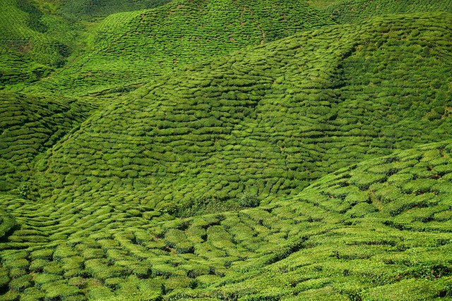 Taylor-Made: Teas & Coffees from God's Own Country